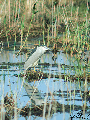 Kwak (Nycticorax Nycticorax)