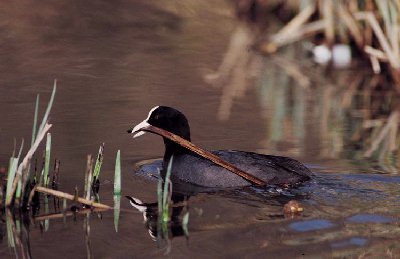 Meerkoet (Fulica Atra)