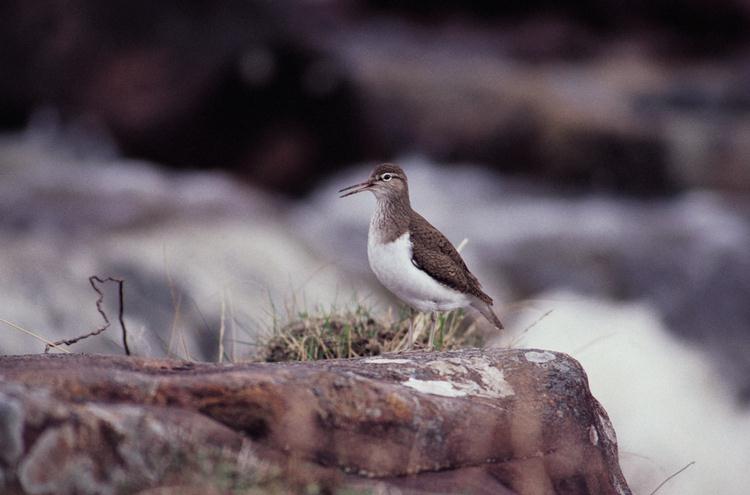 Oeverloper (Actitis hypoleucos)