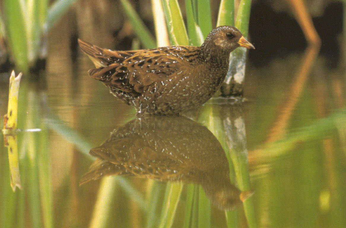 Porseleinhoen (Porzana Porzana)