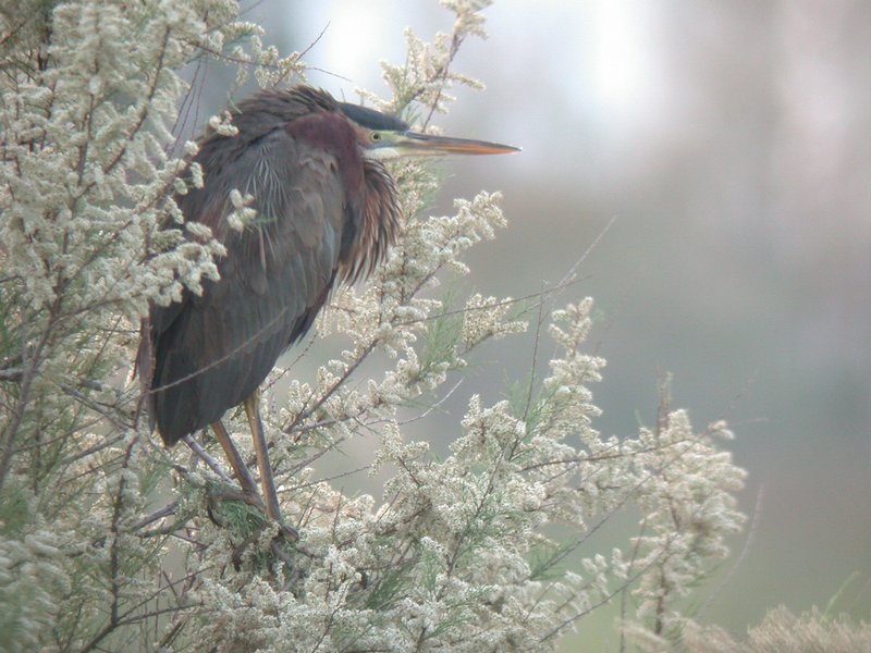 Purperreiger (Ardea Purpurea)