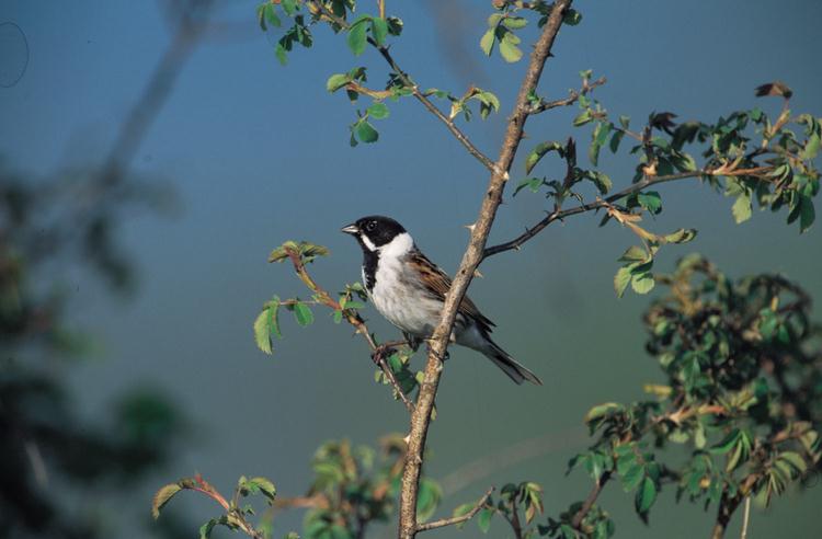 Rietgors (Emberiza Schoeniclus)