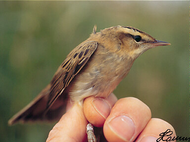 Rietzanger (Acrocephalus schoenobaenus)