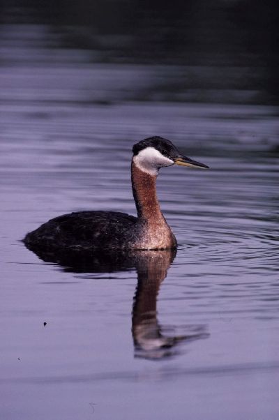 Roodhalsfuut (Podiceps grisegena)