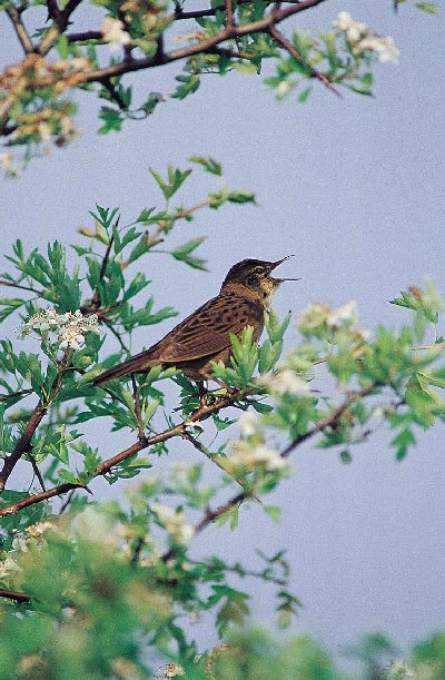 Sprinkhaanrietzanger (Locustella Naevia)