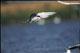 Visdief (Sterna Hirundo)