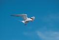 Visdief (Sterna Hirundo)