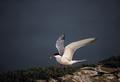 Visdief (Sterna Hirundo)