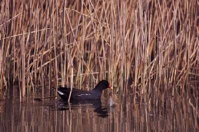 Waterhoen (Gallinula Chloropus)