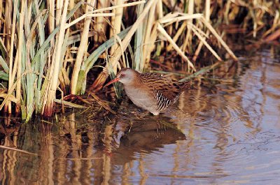 Waterral (Rallus Aquaticus)