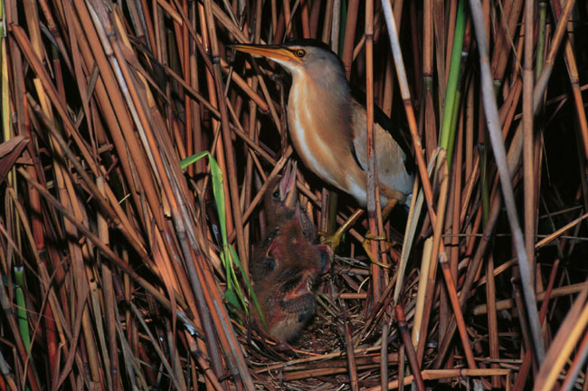 Woudaapje (Ixobrychus Minutus)