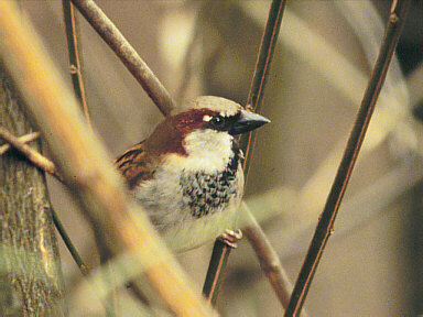 Huismus (Passer Domesticus)