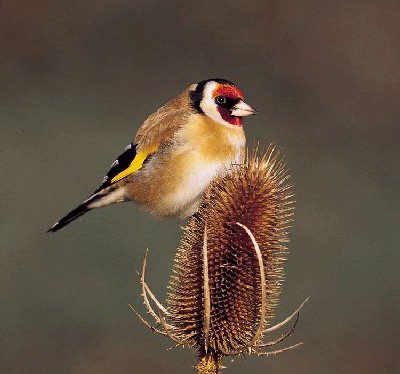 Putter (Carduelis Carduelis)