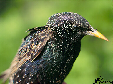 Spreeuw (Sturnus Vulgaris)