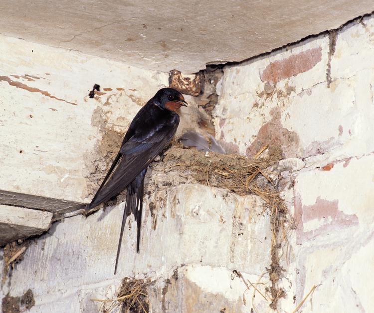 Boerenzwaluw (Hirundo Rustica)