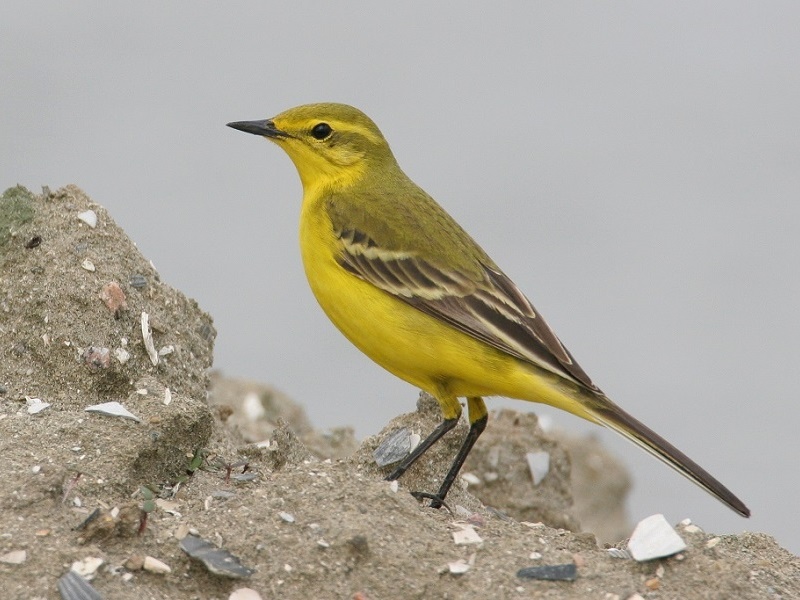 Engelse kwikstaart (Motacilla flavissima)