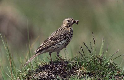 Graspieper (Anthus Pratensis)