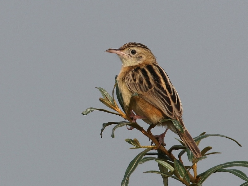 Graszanger (Cisticola juncidis)