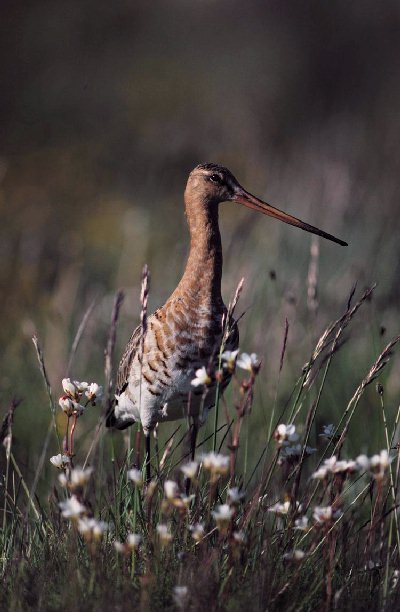 Grutto (Limosa Limosa)