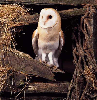 Kerkuil (Tyto Alba)