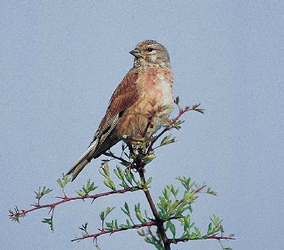 Kneu (Carduelis Cannabina)