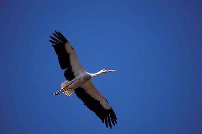 Ooievaar (Ciconia Ciconia)