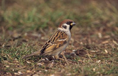 Ringmus (Passer Montanus)