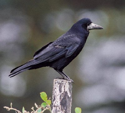 Roek (Corvus Frugilegus)