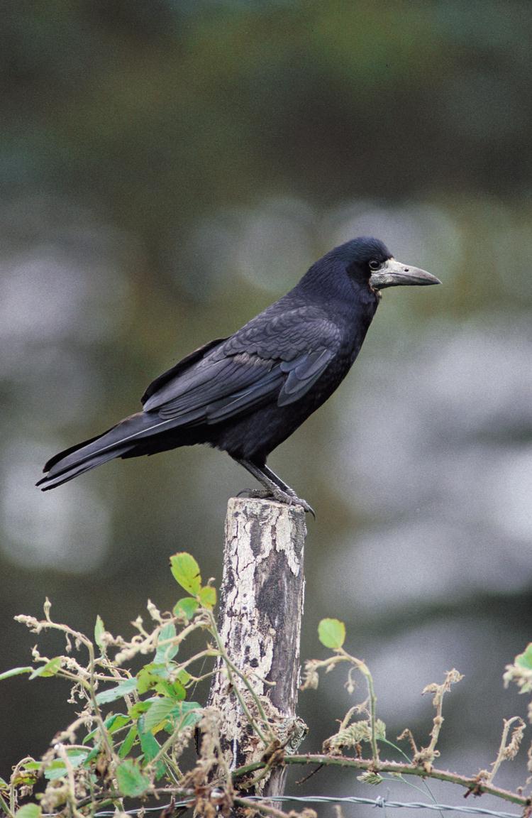 Roek_Corvus-frugilegus.jpg