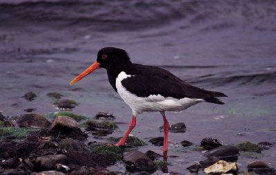 Scholekster (Haematopus Ostralegus)