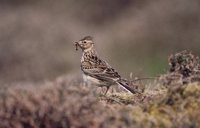 Veldleeuwerik (Alauda Arvensis)