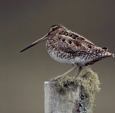 Watersnip (Gallinago Gallinago)