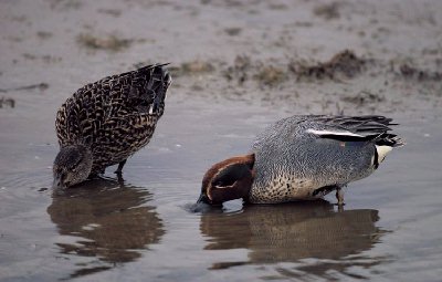 Wintertaling (Anas crecca)