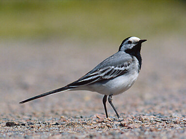 Witte Kwikstaart (Motacilla Alba)