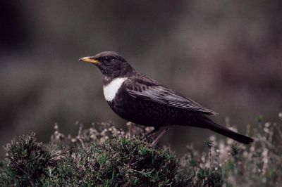 Beflijster (Turdus torquatus)