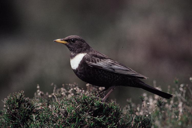 Beflijster_Turdus-torquatus.jpg