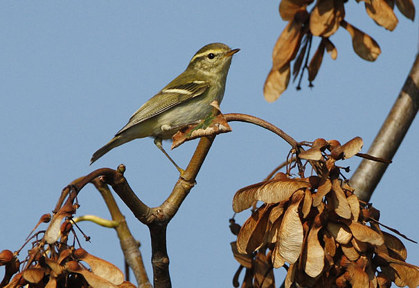 Bladkoning (Phylloscopus inornatus)