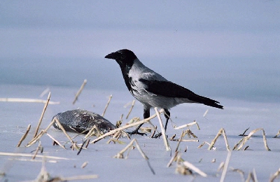Bonte Kraai (Corvus corone cornix)