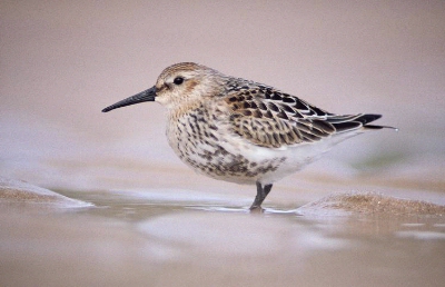 Bonte Strandloper (Calidris alpina)