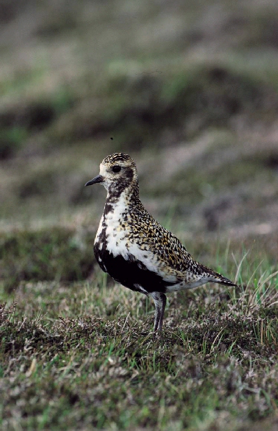 Goudplevier (Pluvialis apricaria)