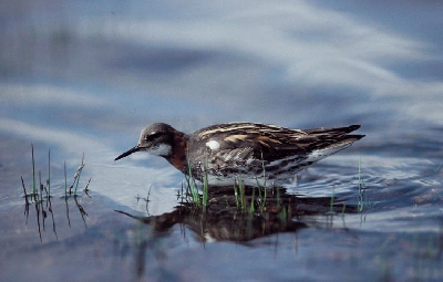 Grauwe Franjepoot (Phalaropus lobatus)