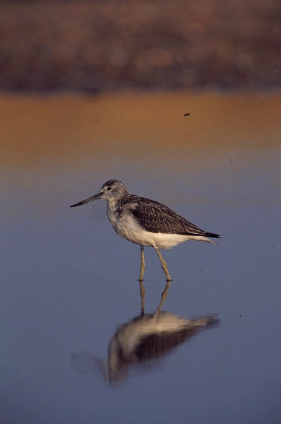 Groenpootruiter (Tringa nebularia)