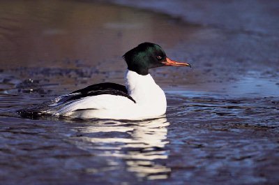 Grote Zaagbek (Mergus Merganser)