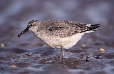 Kanoet (Calidris canutus)