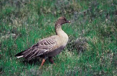 Kleine Rietgans (Anser Brachyrhynchus)