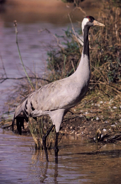 Kraanvogel (Grus grus)