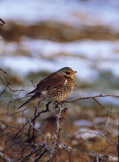 Kramsvogel (Turdus Pilaris)