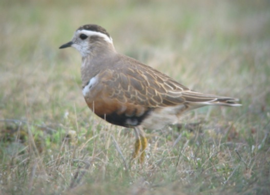 Morinelplevier (Charadrius morinellus)