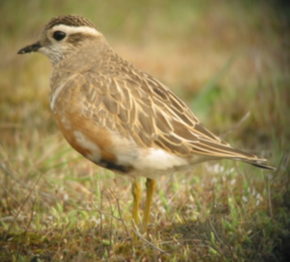 Morinelplevier (Charadrius morinellus)