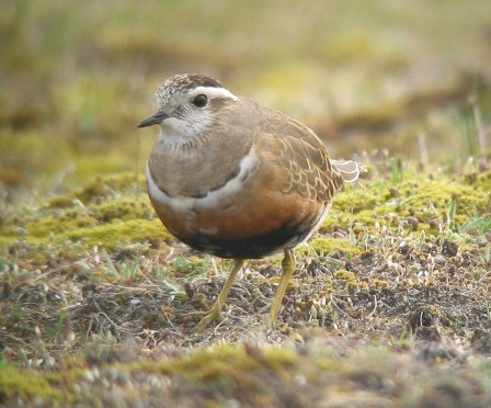 Morinelplevier (Charadrius morinellus)